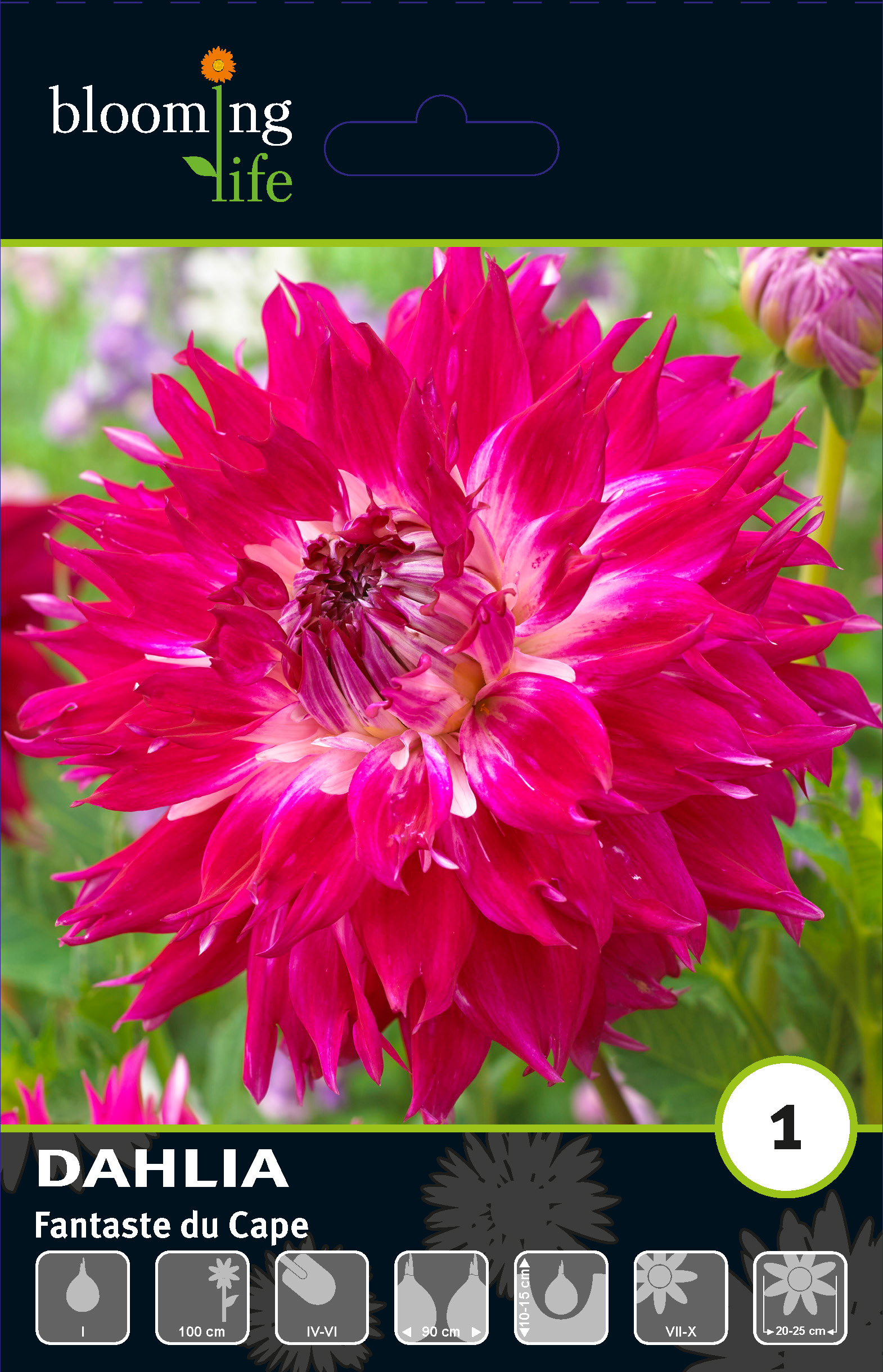 Георгина фимбриата Фантасте Дю Кап